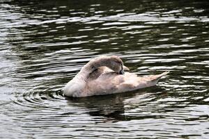 un primer plano de un cisne negro foto