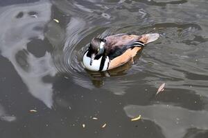 A close up of a Hooded Merganser photo