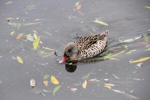 A view of a Teal at Martin Mere Nature Reserve photo