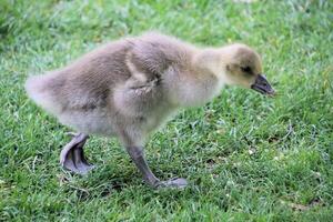 A view of a Greylag Goose photo