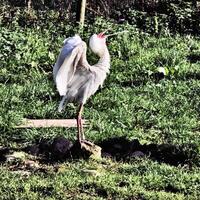 A view of a Spoonbill photo