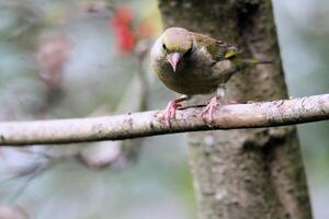 A view of a Greenfinch photo