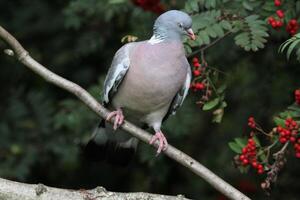 A view of a Wood Pigeon photo