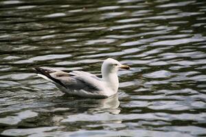 A view of a Seagull in the water photo