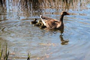 A view of a Greylag Goose photo