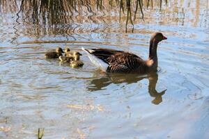 A view of a Greylag Goose photo