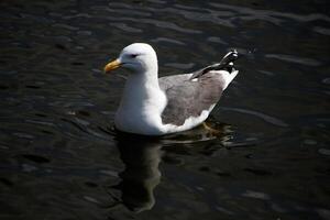 A view of a Seagull in the water photo