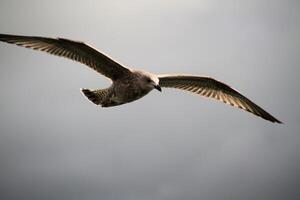 un ver de un arenque gaviota foto