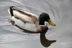 A close up of a Mallard Duck photo