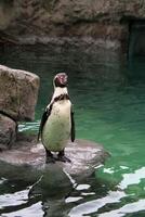 A close up of a Penguin photo