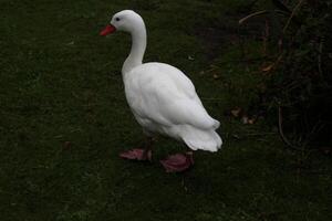 un primer plano de un cisne coscoroba foto