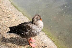 A close up of a Greylag Goose photo