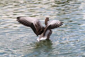 A view of a Greylag Goose photo