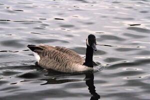 A close up of a Canada Goose photo