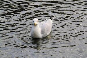 una vista de una gaviota en londres foto