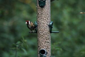 A Goldfinch on a Bird feeder photo