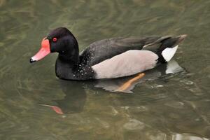 A view of a Rosybill Duck photo