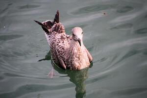 A view of a Herring Gull photo