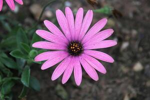 A view of a Flower in a Garden photo