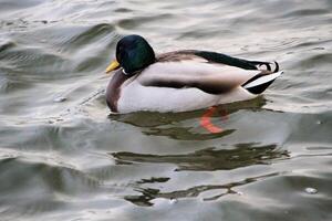 una vista de un pato real foto