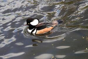 A close up of a Hooded Merganser photo