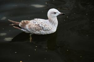 un ver de un Gaviota en el agua foto