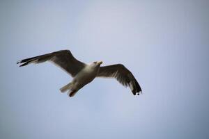 un ver de un arenque gaviota en llandudno foto