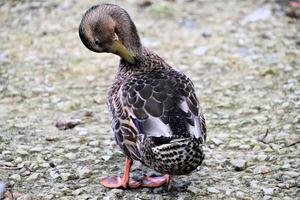 A view of a Mallard Duck photo