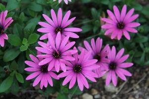 A view of a Flower in a Garden photo