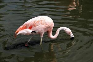 A close up of a Flamingo photo
