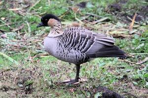 A view of a Hawaiian Goose photo