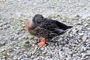 A close up of a Mallard Duck photo