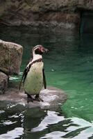 A close up of a Penguin photo