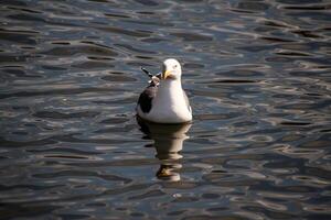 A view of a Seagull in the water photo