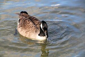 A close up of a Canada Goose photo