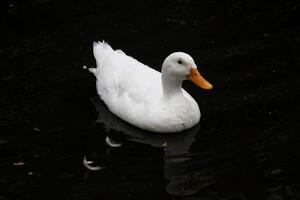 un ver de un blanco Pato foto