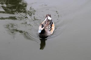 A close up of a Chiloe Widgeon photo
