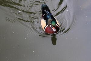 A close up of a Wood Duck photo