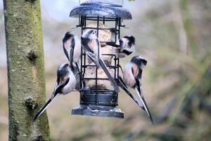 A view of a Long Tailed Tit photo