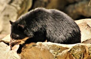 A close up of a Bear photo