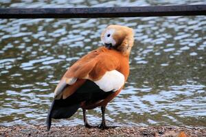 A view of a South African Shelduck photo