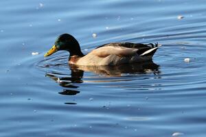 A view of a Mallard Duck photo