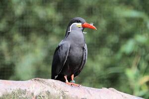 A view of an Inca Tern photo