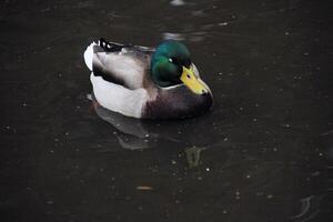 A close up of a Mallard Duck photo
