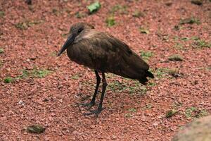 A view of a Bird photo