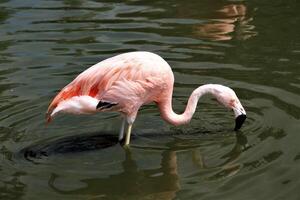 A close up of a Flamingo photo