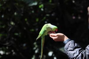 A close up of a Ring Necked Parakeet in London photo