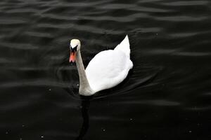 A view of a Mute Swan photo