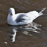 A close up of a Gull photo