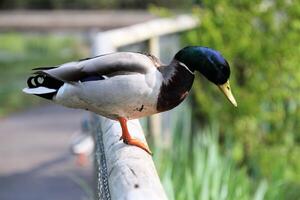 A close up of a Mallard Duck photo